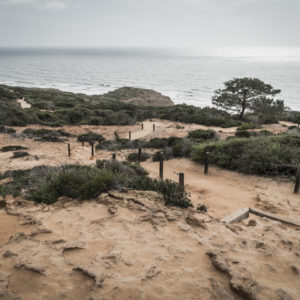 Torrey Pines State Natural Reserve In San Diego