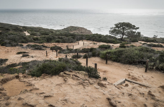 Torrey Pines State Natural Reserve In San Diego